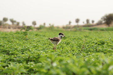 Obraz na płótnie Canvas Chick of Red-wattled Lapwing walking in the green grass
