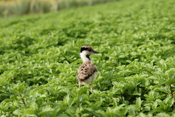 Naklejka na ściany i meble Chick of Red-wattled Lapwing walking in the green grass