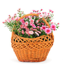  Flowers of chrysanthemum in the basket.