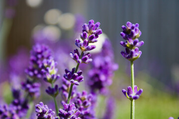 Close up of blossoming lavender, outdoors with shallow depth of field, bokeh, on a sunny summer day