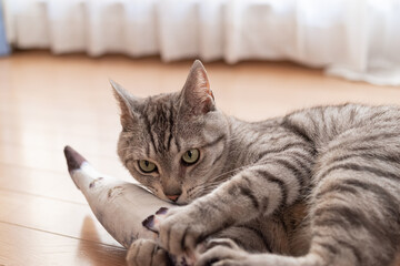 ぬいぐるみで遊ぶ猫　サバトラ猫