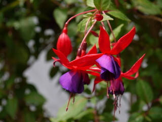 Blüten