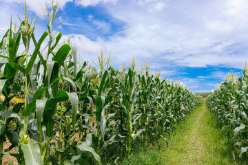 corn field