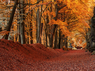 Sheep Pasture Incline Beech Trees