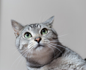 見つめる猫　サバトラ猫