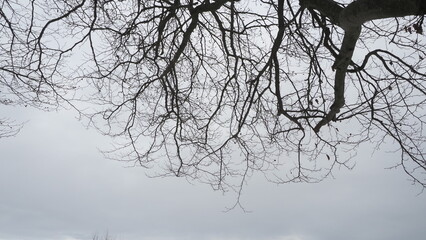 texture of winter time gray sky and black tree ,OLYMPUS DIGITAL CAMERA