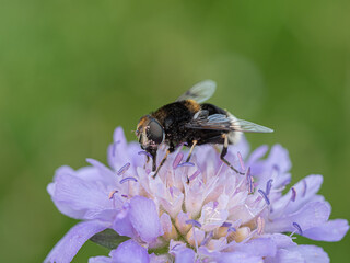 Volucella bombylans (V. Plumata) with pollen on Field Scabious.