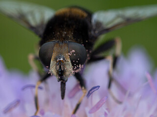 Volucella bombylans (V. Plumata) with pollen on Field Scabious.