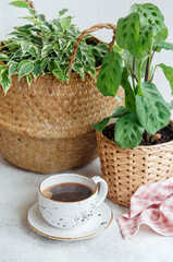 Ficus benjamin in a straw basket, maranta kerchoveana and cup of coffee - obrazy, fototapety, plakaty