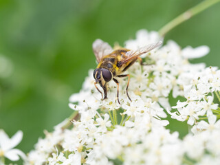 Batman Hoverfly (Myathropa florea