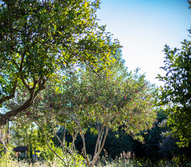 Árbol frondosa en parque durante el día