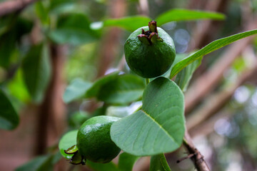 Guava fruit is still young, green and photographed on a slightly cloudy morning
