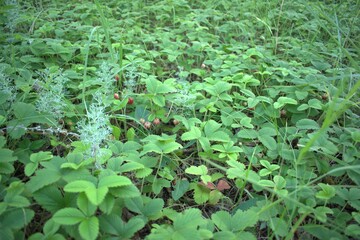 strawberry glade on a warm summer evening in the forest