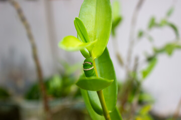 Fototapeta na wymiar green caterpillar perched on the stem of an orchid flower, motionless and very calm, very attractive