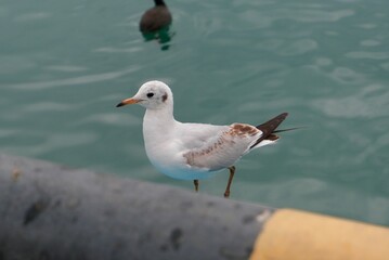 seagull on the sea