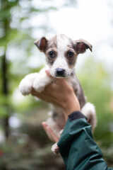 Funny little dog on the hands