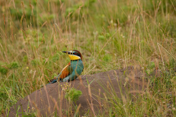 European bee-eater - Merops apiaster on the ground