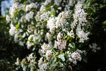 White flowers on a green bush