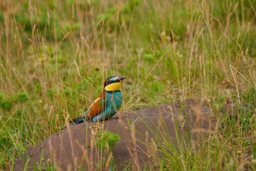 European bee-eater - Merops apiaster on the ground