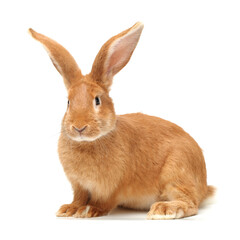 rabbits isolated on white background 