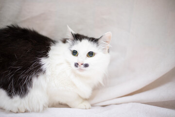 Obraz premium Funny cat on white background