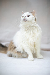 Funny cat on white background