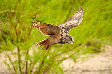 Eagle Owl, flies over grass, sand and undergrowth. The bird of prey seen from the side. The wings...