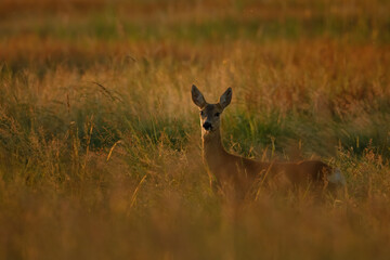 Female Roe deer on the field