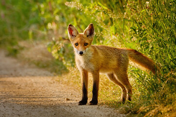 Young red fox - Vulpes vulpes