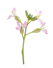 Radish flower isolated on a white background. Clipping path
