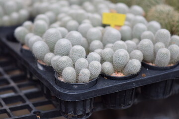 the little cute cactus