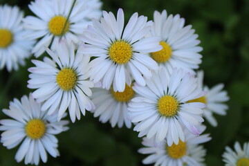 daisies in the garden