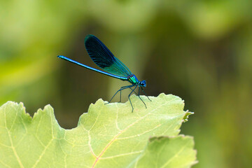 Blue dragonfly on a green background.