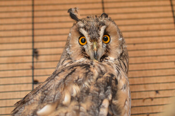 Long-eared owl in a cage	
