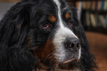 Head of a dog with sad eyes of the Bernese Mountain Dog breed	
