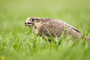 Close-up of a buzzard bird of prey head, beak open, Sits in the grass with blood in its beak