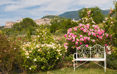 Romantic english rose garden with whtie bench and Assisi in the background