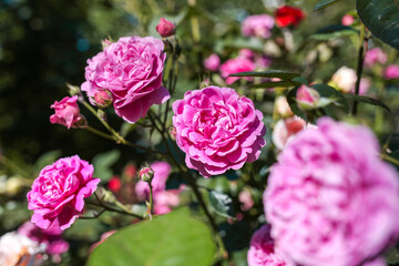 Beautiful roses in garden. Rose Gardening