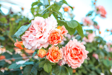 Beautiful roses in garden. Rose Gardening