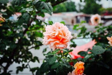 Beautiful roses in garden. Rose Gardening