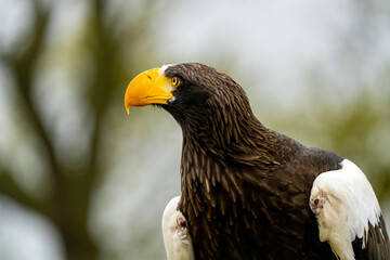 Close up of a Steller's sea eagle head. Yellow bill and eye, large nostrils. Against the background of nature