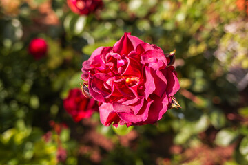 Beautiful roses in garden. Rose Gardening