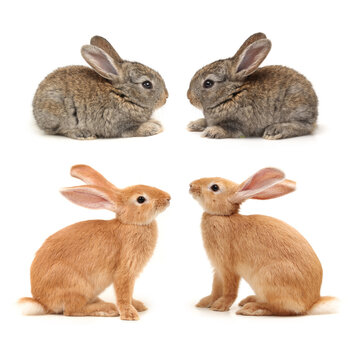 brown bunny rabbits isolated on white background 