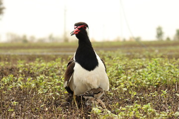 Red wattled lapwing, Vanellus indicus in the farm