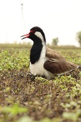 Red wattled lapwing, Vanellus indicus in the farm