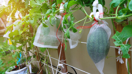 Watermelons planting in the gardens of house along the wall of urban buildings.and net bag ...