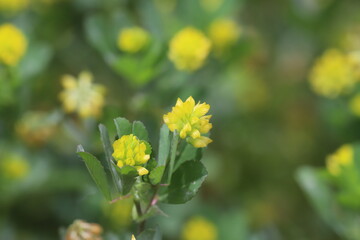 春の野原に咲くコメツブツメクサの黄色い花