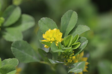 春の野原に咲くコメツブツメクサの黄色い花