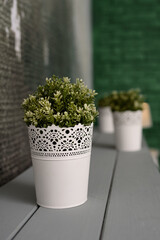 Close-up view of beautiful greenhouse plant in pot on table. decorative elements of the interio