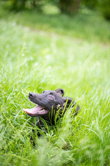 Funny little black dog in the grass